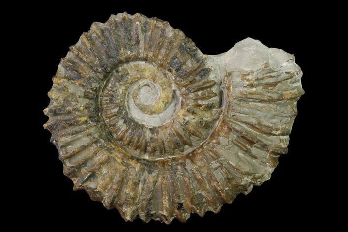 Aegocrioceras Ammonite - Germany #139135